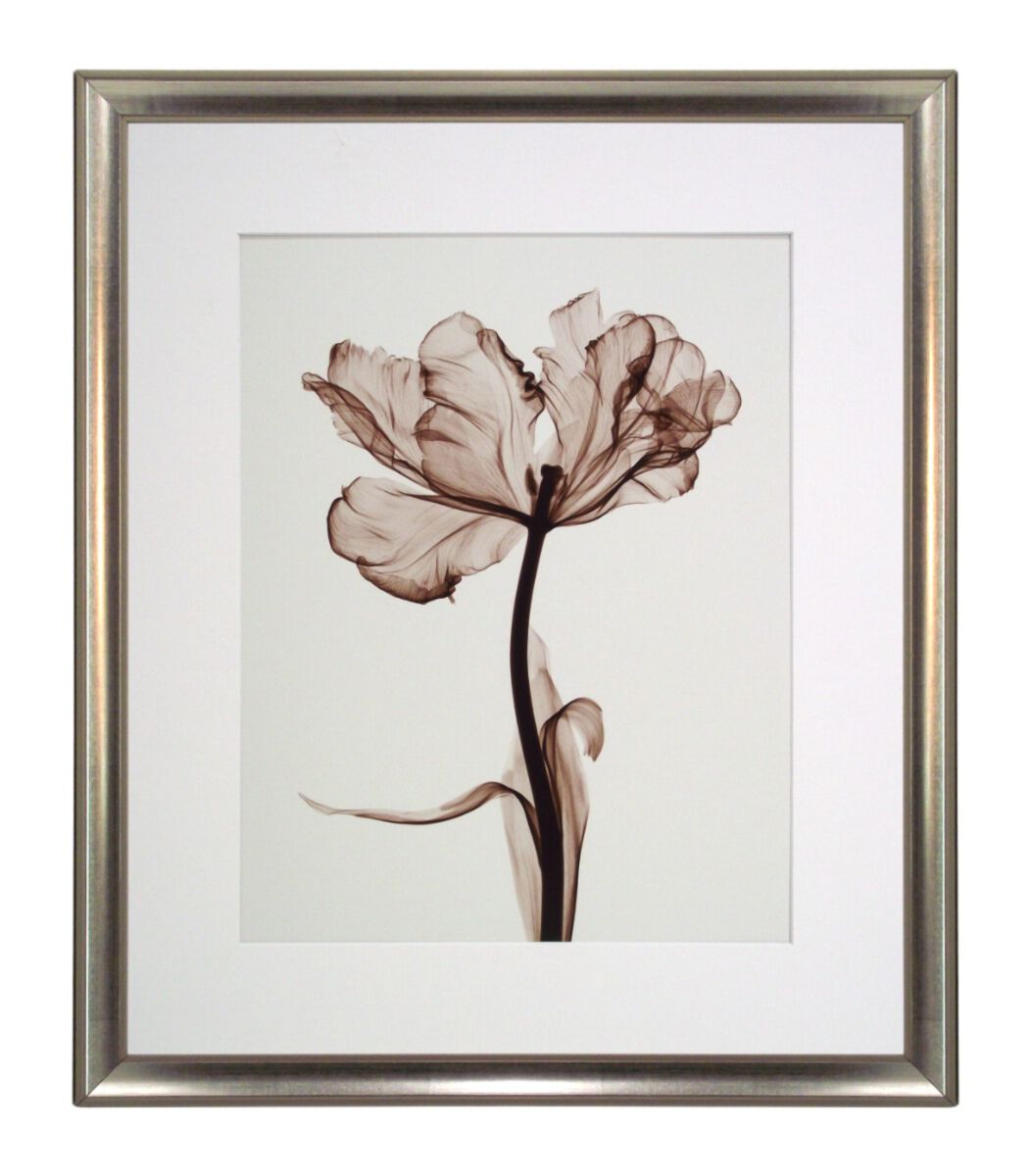 Obraz 40x48cm Parrot Tulip